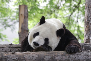 Funny Sleeping Panda in the Afternoon, Siesta after Lunch, Beijing, China