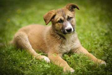 Naklejka na ściany i meble german shepherd puppy lay on green grass lawn close up photo