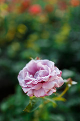 pink rose bush with flowers and green buds