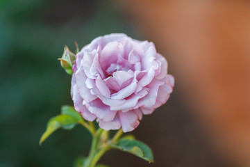 pink rose bush with flowers and green buds