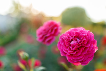Fototapeta na wymiar pink rose bush with flowers and green buds