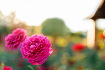 pink rose bush with flowers and green buds