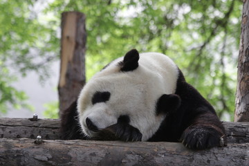 Funny Sleeping Panda in the Afternoon, Siesta after Lunch, Beijing, China