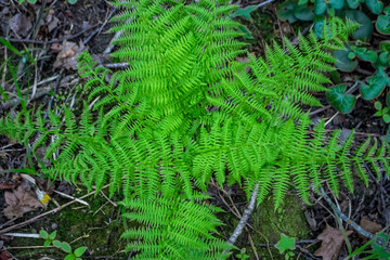 Leaf of the fern in the forest in May

