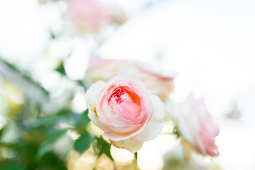pink rose bush with flowers and green buds