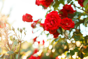 Beautiful blooming red rose on a bush in the garden