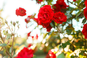 Beautiful blooming red rose on a bush in the garden