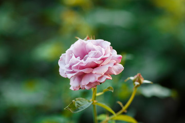 pink rose bush with flowers and green buds