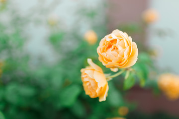 Yellow rose bush with flowers and green buds