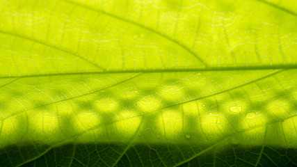 Fresh green leaf texture macro close-up