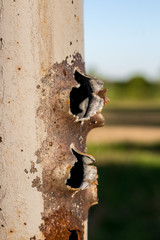 Holes from gunshots on a metal pipe
