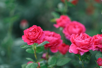 pink rose bush with flowers and green buds