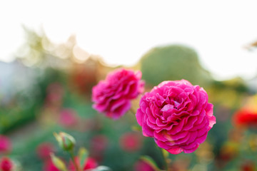 pink rose bush with flowers and green buds