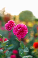 pink rose bush with flowers and green buds