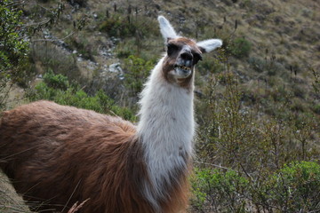 Llama on Inca Trail