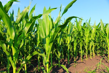 Fototapeta premium Cornfield on Bright Summer Day
