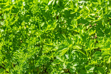 Green parsley leaves in the summer kitchen garden, macro