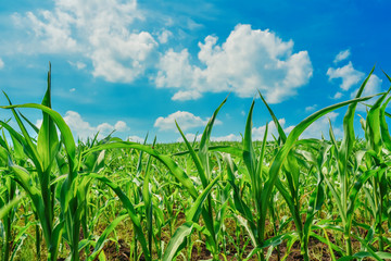 Green field with corn. Blue cloudy sky.