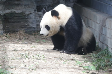 Giant Panda in Beijing Zoo, China