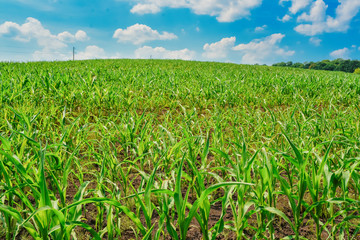 Fototapeta na wymiar Green field with corn. Blue cloudy sky.