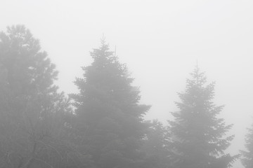 Obraz na płótnie Canvas trees in misty forest in morning