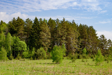 View of the pine woods on the rolling hills
