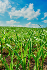 Green field with corn. Blue cloudy sky.