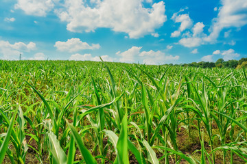 Green field with corn. Blue cloudy sky.