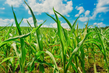 Green field with corn. Blue cloudy sky.