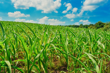 Green field with corn. Blue cloudy sky.