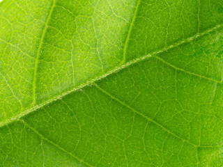 Fototapeta na wymiar Close up on green leaf texture..