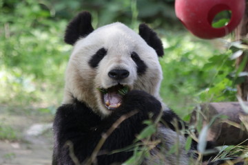 Close up Happy Panda in Beijing Zoo, China