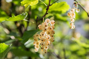 white currants in the garden
