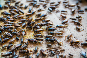 close up of Crickets in farm, For consumption as food And used as animal feed.