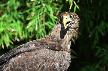 pigargo