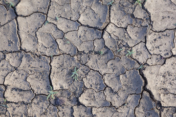 dry loam in the desert