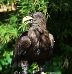 pigargo gigante