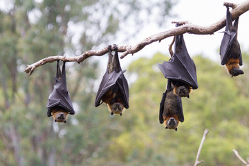Flying Foxes Hanging in a Tree