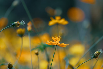 Cosmos flowers in the garden, vintage style