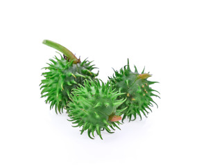 Castor oil plant on white background