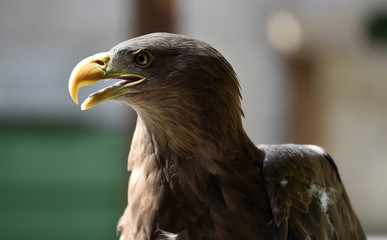 pigargo gigante europeo