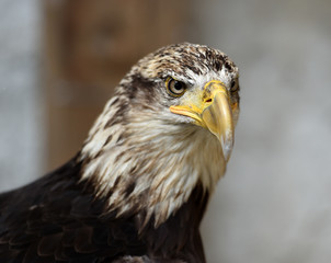 Fototapeta premium aguila calva americana