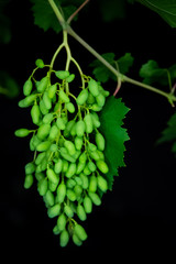 Ripe green grapes on black background