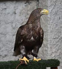 pigargo gigante