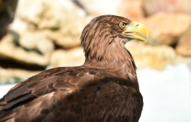 Pigargo gigante