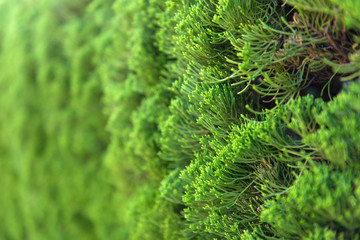 Pine leaves background with strong bokeh effect