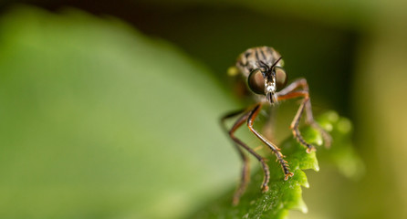 Stripe-Legged Robberfly (Dioctria baumhaueri)