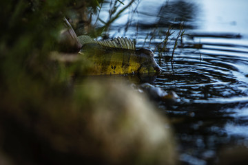 Exotic Peacock Bass Being Released
