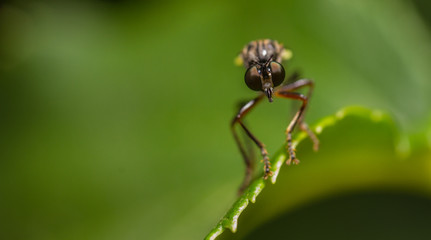 Stripe-Legged Robberfly (Dioctria baumhaueri)