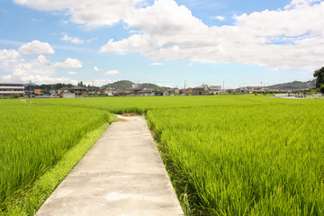 Path Through the Rice Fields - Okayama, Japan
